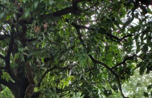 मछली पालन ने बदली देवेंद्र सिंह की जिंदगी, गांव में रहकर बना रहे आत्मनिर्भरता की मिसाल