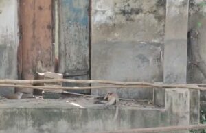 बंदर के बच्चे को एयर गन से गोली मारने का आरोप, पुलिस ने दर्ज किया मुकदमा