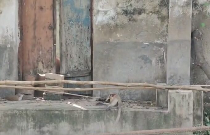 बंदर के बच्चे को एयर गन से गोली मारने का आरोप, पुलिस ने दर्ज किया मुकदमा